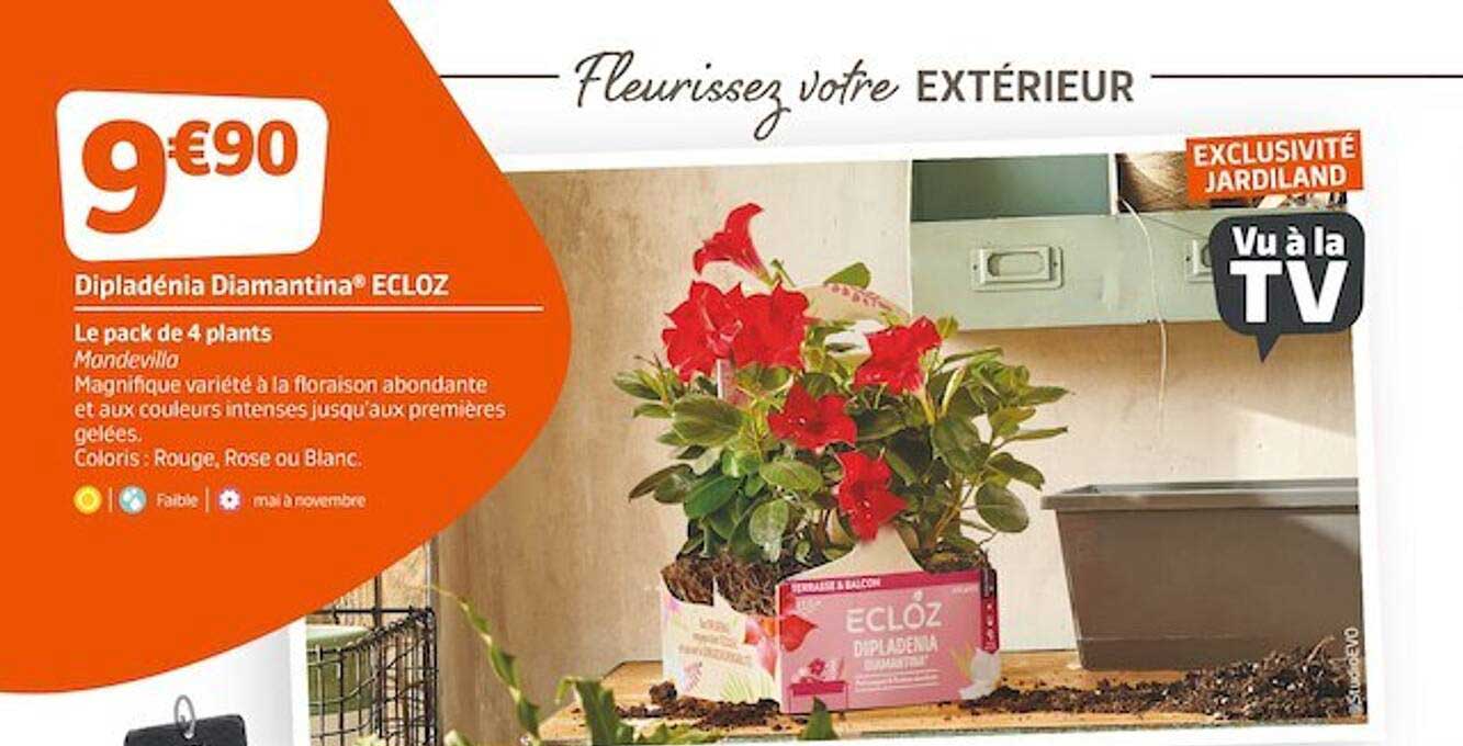 dipladénia diamantina ecloz