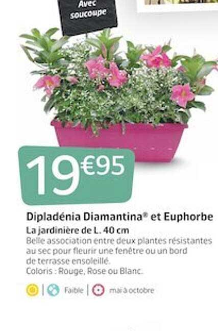 dipladénia diamantina et euphorbe