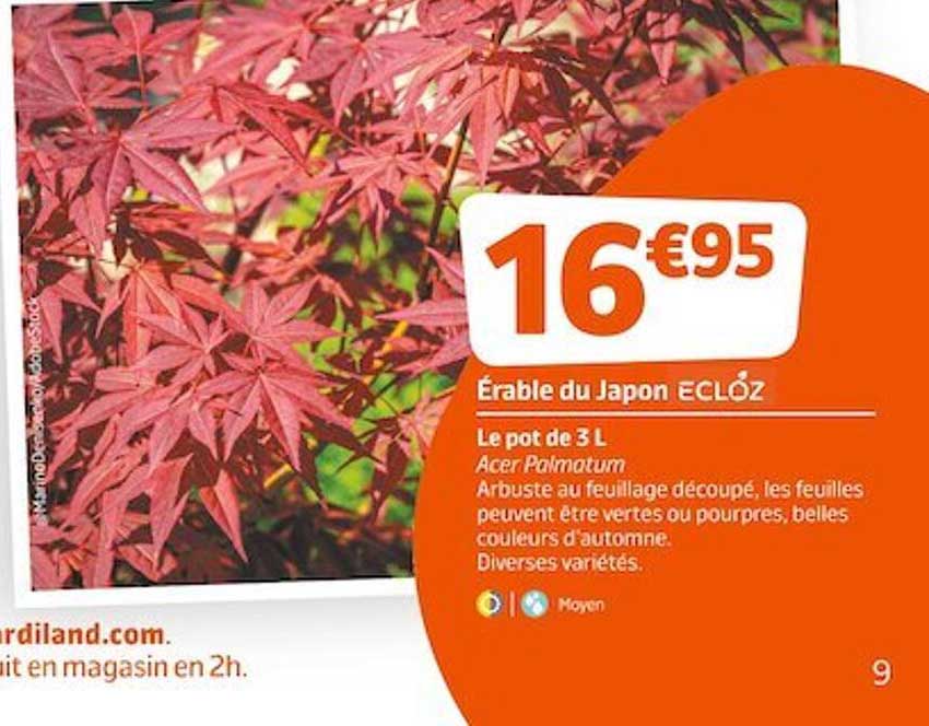 érable Du Japon Ecloz