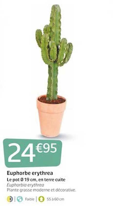 euphorbe erythrea