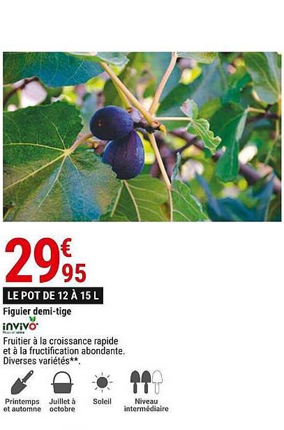 figuier demi-tige invivo