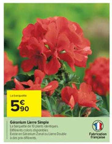 géranium lierre simple
