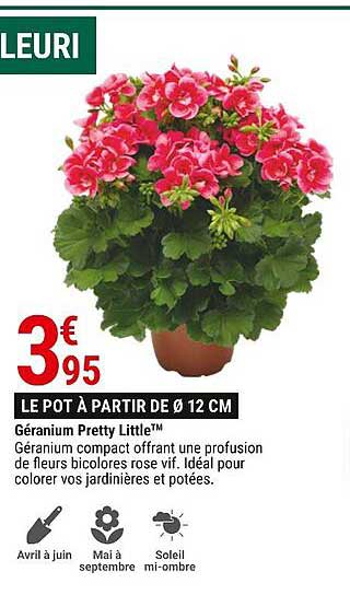 géranium pretty little