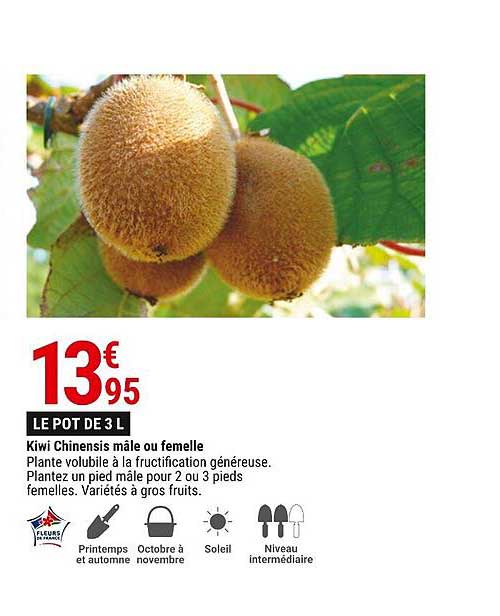 kiwi chinensis mâle ou femelle