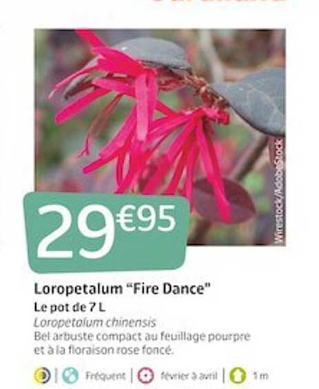 loropetalum "fire dance"