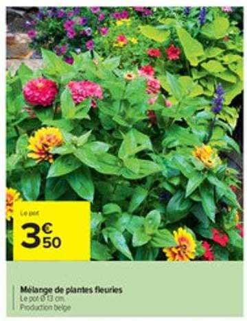 mélange de plantes fleuries