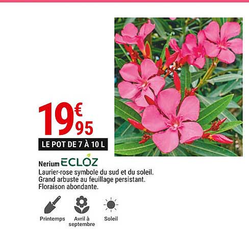 nerium ecloz
