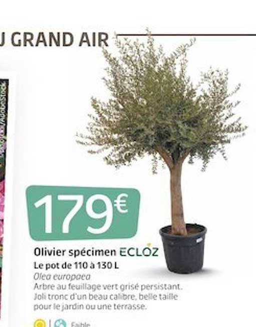 olivier spécimen ecloz