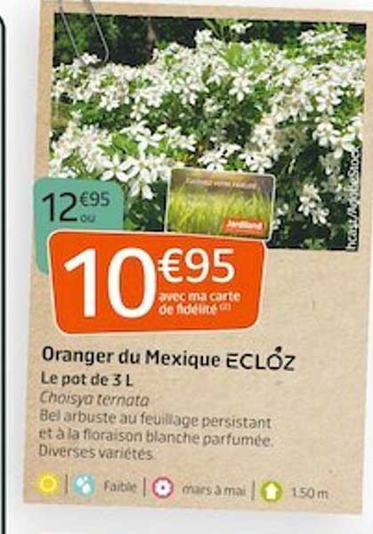 oranger du mexique ecloz