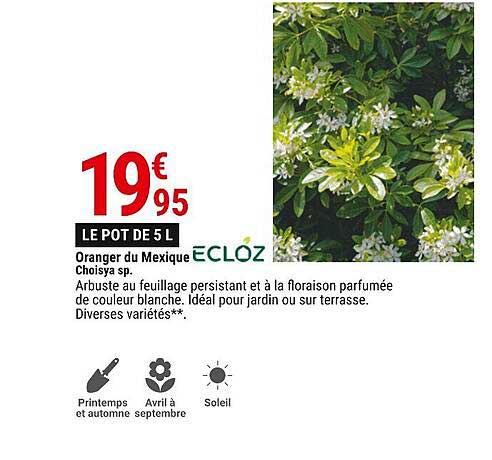 oranger du mexique ecloz choisya sp.