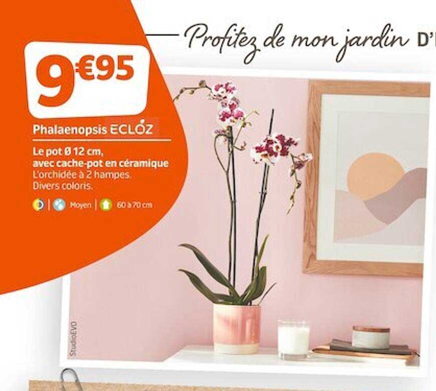 Phalaenopsis Ecloz