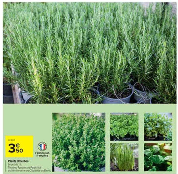 plants d'herbes