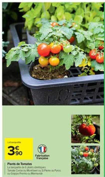 plants de tomates