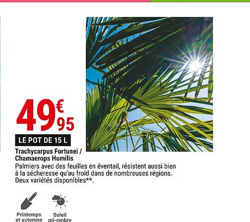 trachycarpus fortunei - chamaerops humilis