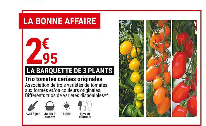 trio tomates cerises originales