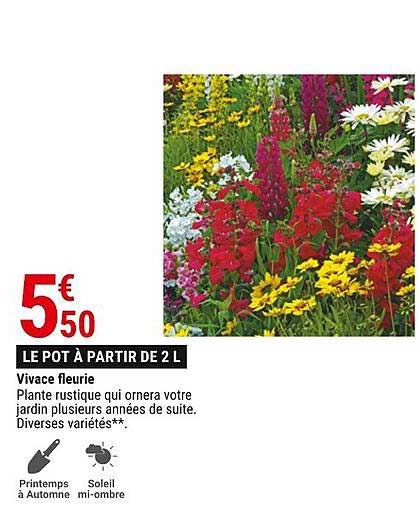 vivace fleuries