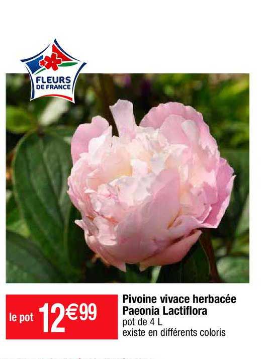 pivoine vivace herbacée paeonia lactiflora