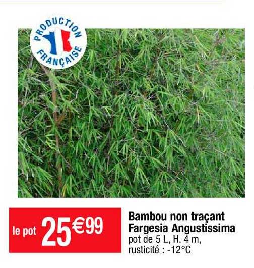 bambou non traçant fargesia angustissima