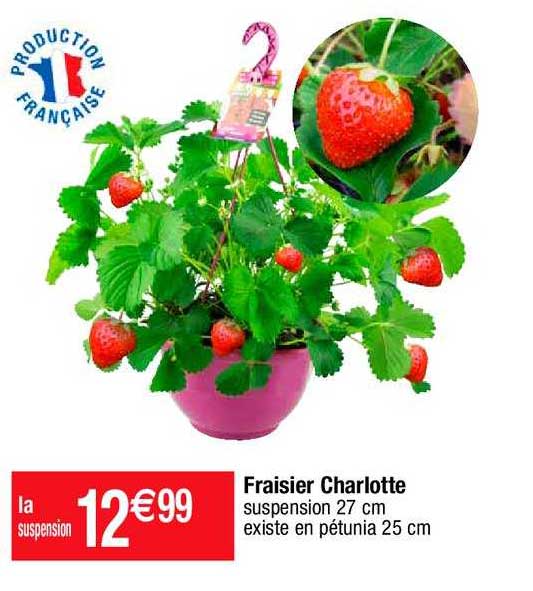 fraisier charlotte