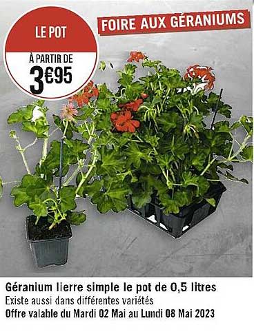 géranium lierre simple le pot de 0,5 litres