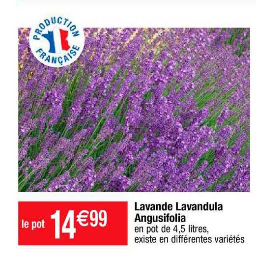 lavande lavandula angusifolia