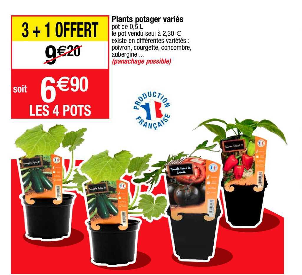 plants potager variés