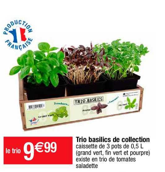 Trio Basilics De Collection