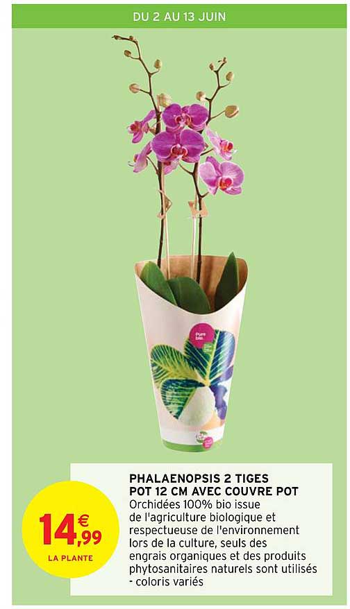 phalaenopsis 2 tiges pot 12 cm avec couvre pot