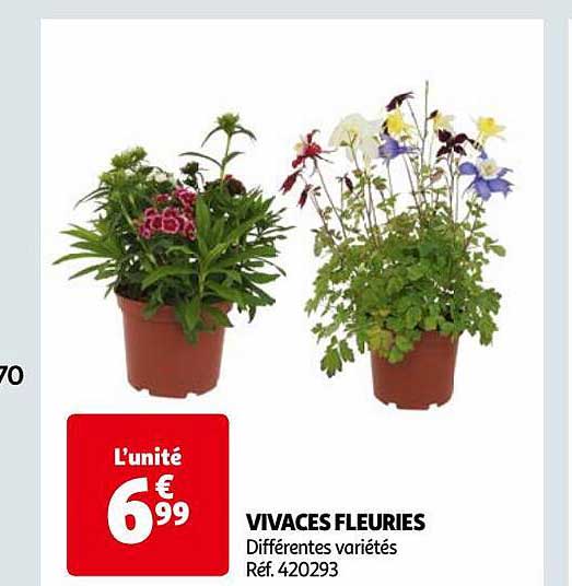 vivaces fleuries