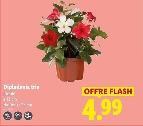 Dipladénia trio