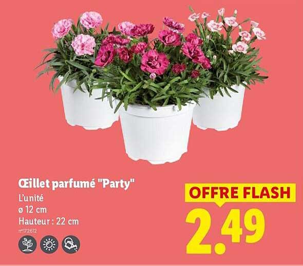 Œillet parfumé "Party