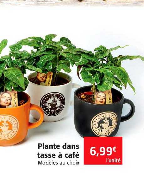 plante dans tasse à café