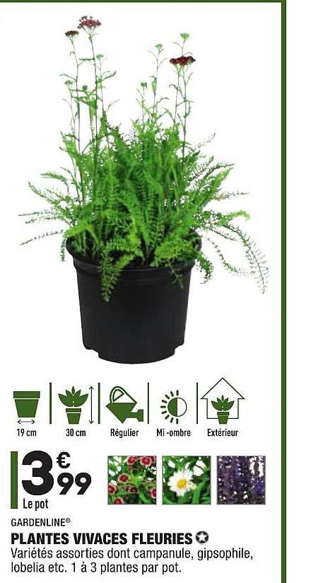 plantes vivaces fleuries gardenline