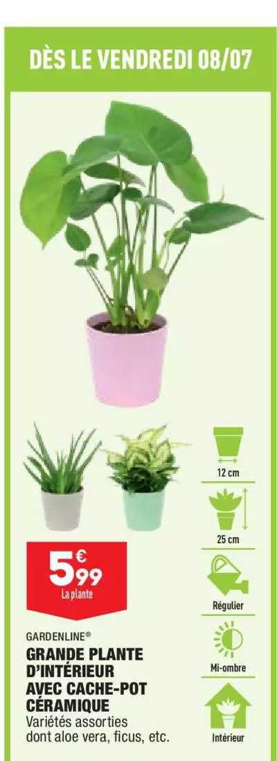 grande plante d'intérieur avec cache-pot céramique