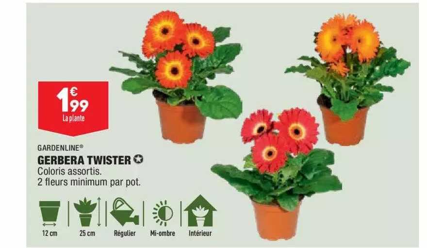 Gerbera Twister Gardenline