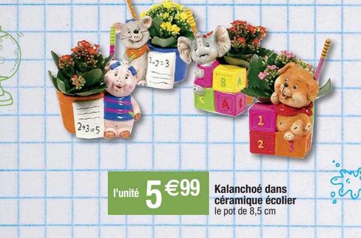 kalanchoe dans céramique écolier