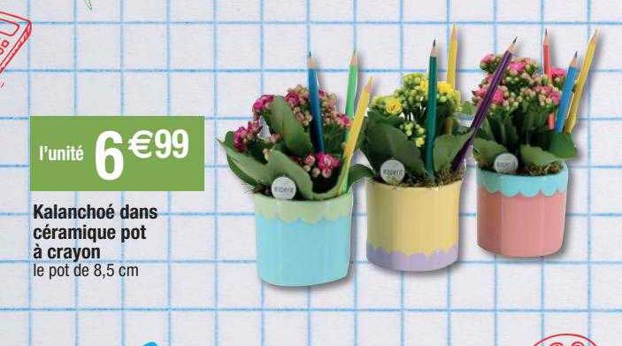 kalanchoé dans céramique pot à crayon