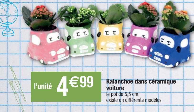 kalanchoe dans céramique voiture
