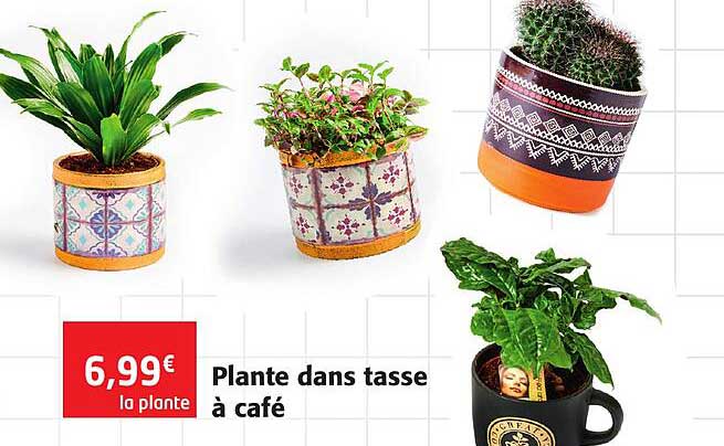 plante dans tasse à café