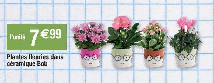 plante fleuries dans céramique bob