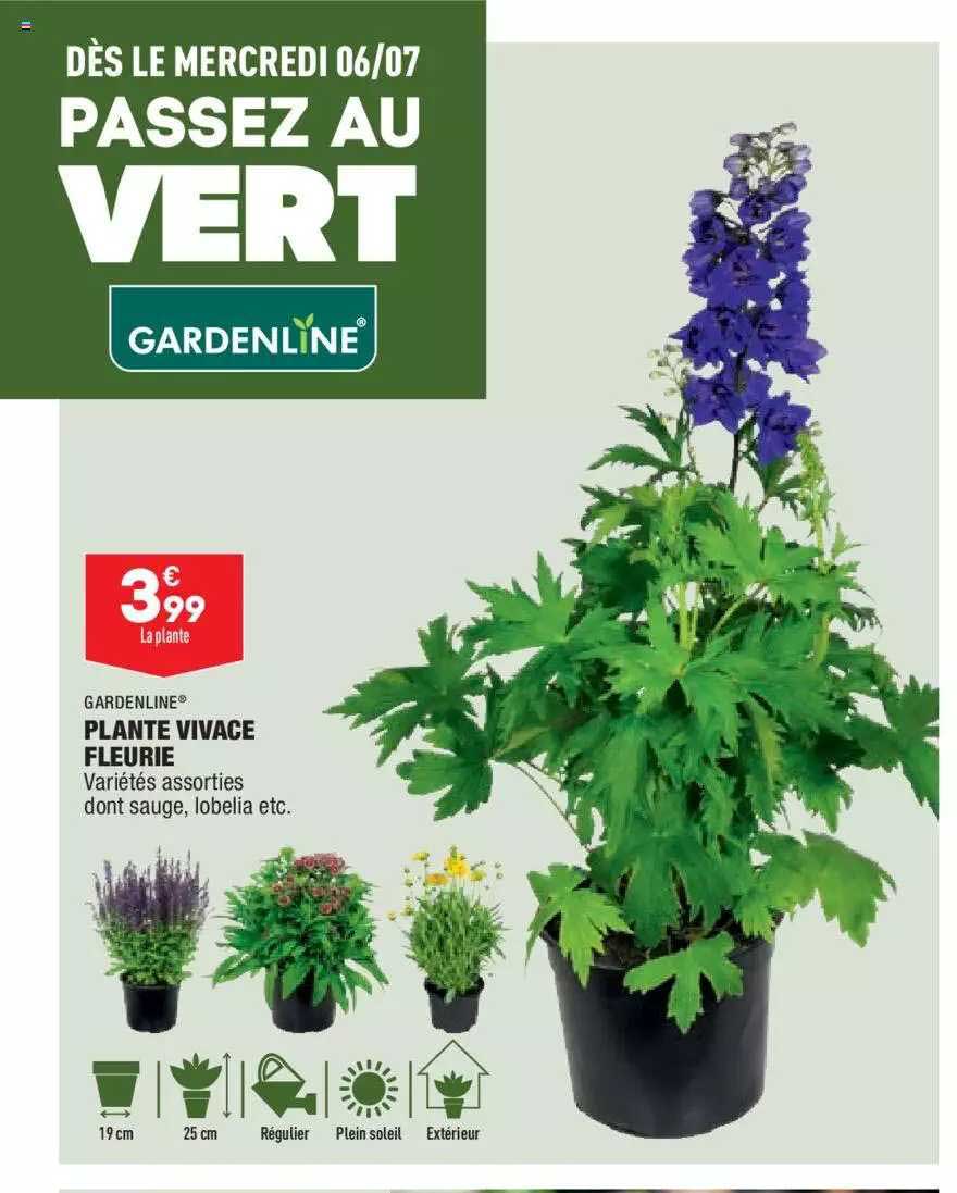 plante vivace fleurie gardenline