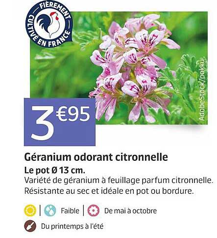 géranium odorant citronnelle