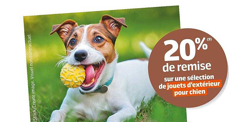 jouets d'extérieur pour chien
