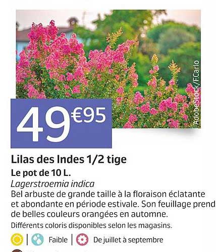 Lilas Des Indes 1-2 Tige