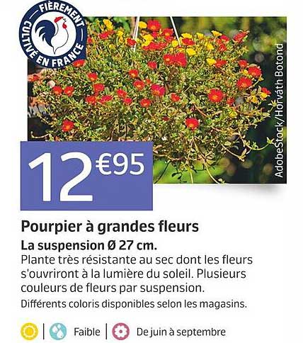 pourpier à grandes fleurs
