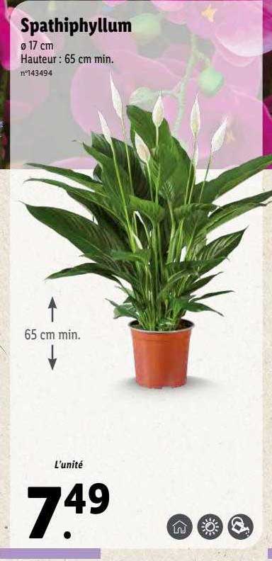 Spathiphyllum