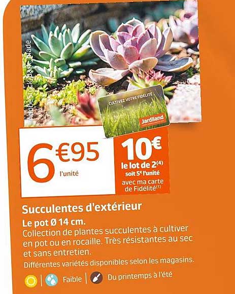 succulentes d'extérieur