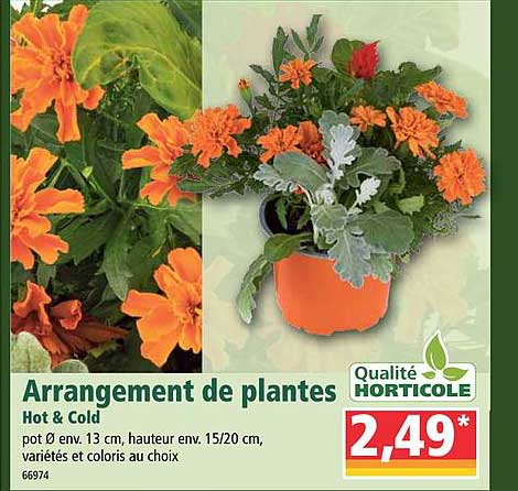 arrangement de plantes hot & cold