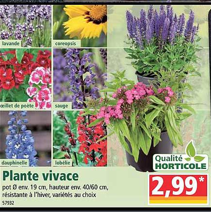 plante vivace