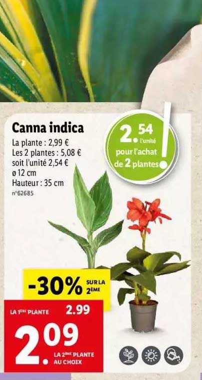 canna indica
